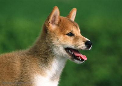 中華田園犬