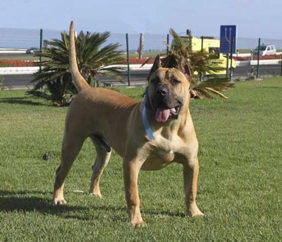 加納利犬