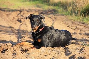 法國狼犬