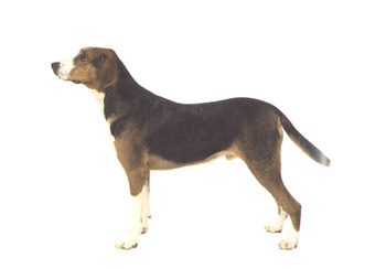 英國獵狐犬