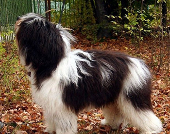 波蘭低地牧羊犬