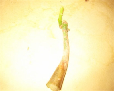 鴻運當頭