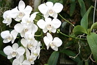茉莉花