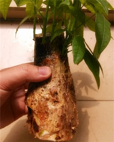 燕子掌