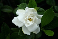 薔薇花