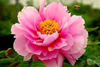 芙蓉花