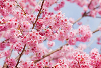 櫻花