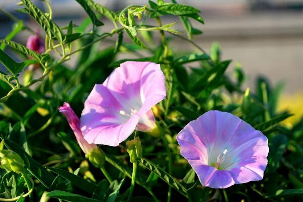 關于牽牛花的介紹，牽牛花簡介