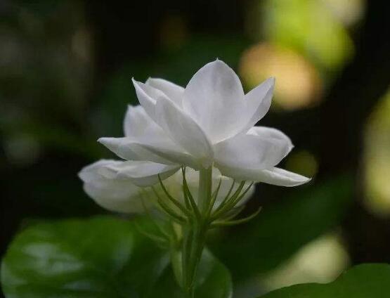 茉莉不開花是什么原因,注意這六點讓你的茉莉花爆盆