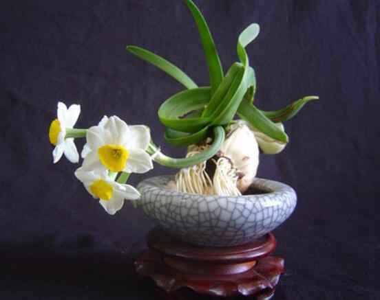 水仙花的栽培技術(shù)，盤點水培與土培簡單操作步驟