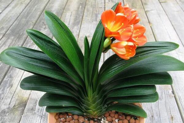 君子蘭開花后怎么處理，分為留種處理與不留種處理