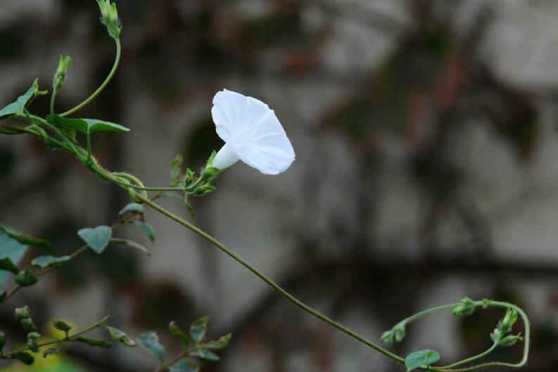 夕顏花是牽牛花嗎，不是/夕顏花是一種比較凄涼的花朵