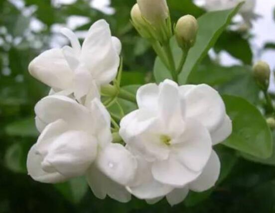 茉莉花常見的病蟲害及其防治方法，老農總結最常見四種病蟲害
