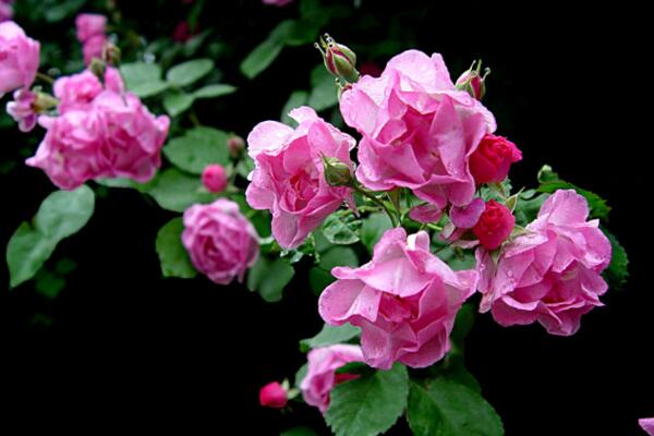 薔薇不開花怎么辦，加強光照并補充養(yǎng)分