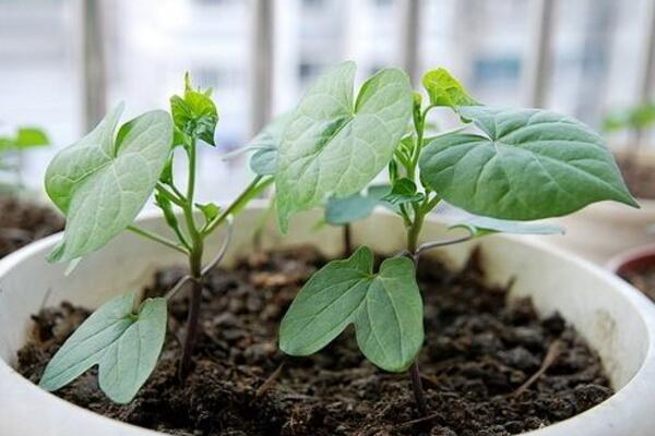 矮牽牛花種子播種方法，只需要簡單的5步即可