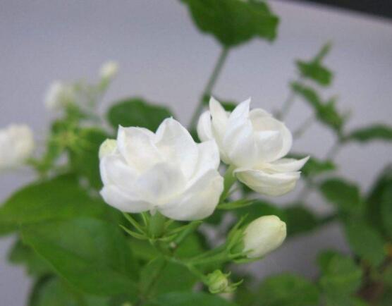 茉莉花種植方法，擇生長(zhǎng)健康當(dāng)年生種子/疏松透氣土壤