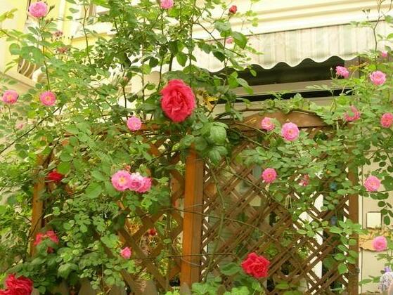 家庭種植薔薇花有什么好處，薔薇花是綠花遮陰的好幫手