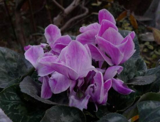 仙客來的球莖怎么保存，最重要就是注意溫度變化(降溫處理)