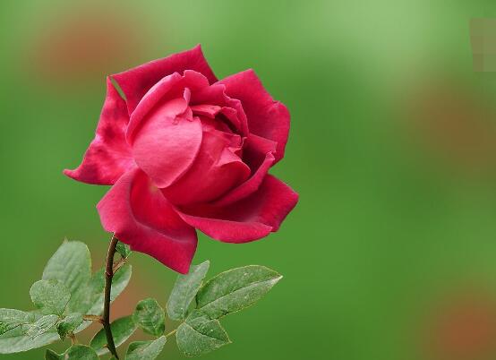 玫瑰花什么時候開花，玫瑰開花在每年初夏期間
