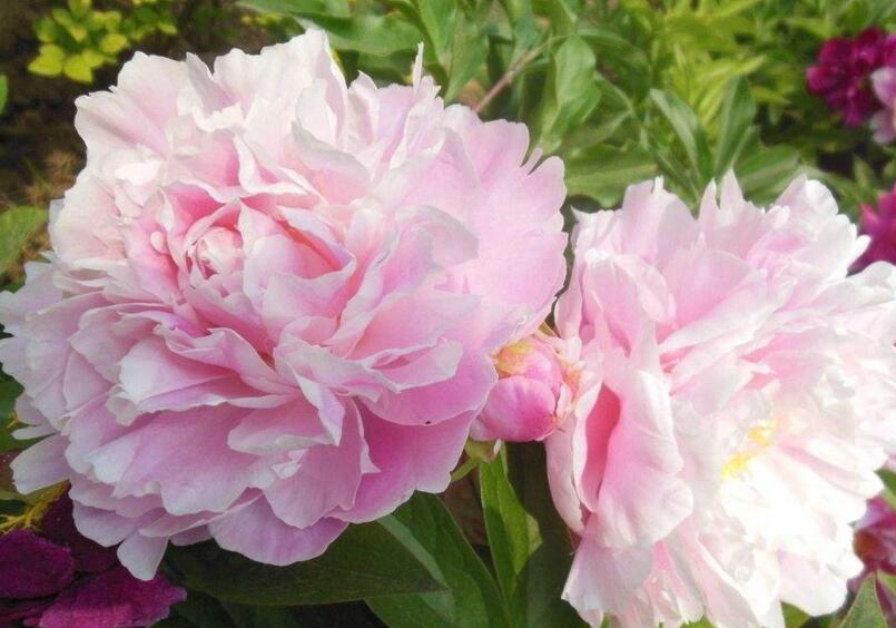 芍藥花能在室內(nèi)養(yǎng)嗎，能/但是要注意位置擺放