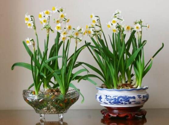 盆栽水仙花的養殖方法,老農總結八大養殖方法