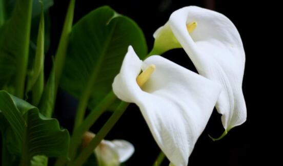 馬蹄蓮花語(yǔ)代表什么，代表著純潔無(wú)瑕、氣質(zhì)高雅