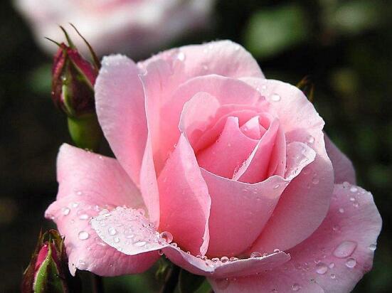 薔薇花的冬季怎么養，薔薇花的冬季養殖方法