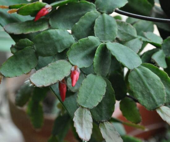 曇花的繁殖方法，盤點(diǎn)最常見的三種繁殖方法(扦插/播種/嫁接)