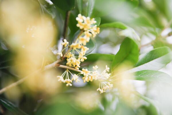 桂花樹移栽要注意什么，桂花樹移栽方法以及注意事項