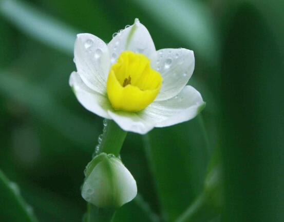 水仙花什么季節(jié)開花，水仙花花期在冬季開放