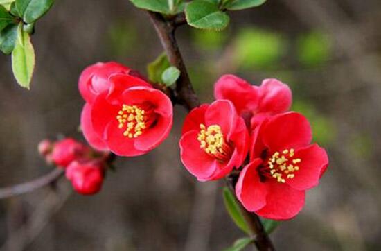海棠花什么時候開花，盆栽海棠花花期多久
