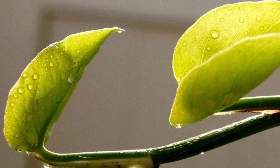 室內養殖綠蘿的作用及好處，裝飾環境又凈化空氣