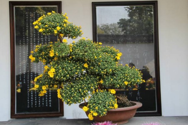 菊花葉子發黃怎么辦，分析原因并及時處理