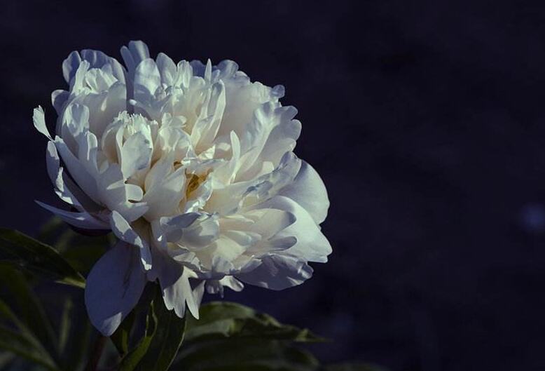 芍藥花能在室內(nèi)養(yǎng)嗎，能/但是要注意位置擺放