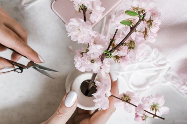 櫻花盆景怎么養(yǎng)護(hù)，養(yǎng)好櫻花盆景必須要做好以下7點(diǎn)