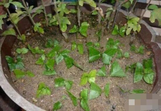 繡球花扦插方法圖解，老農(nóng)教你三點(diǎn)基本步驟