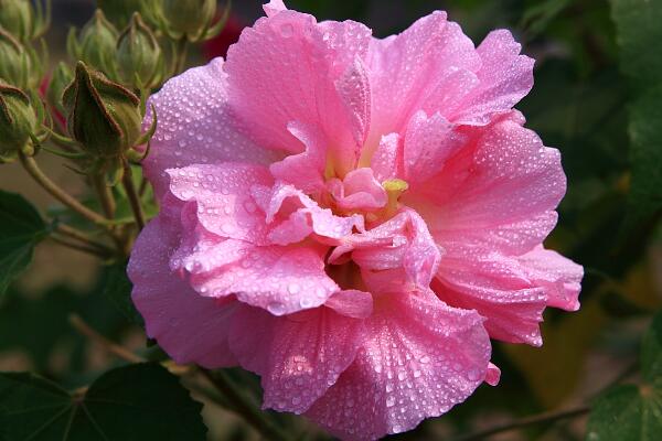 芙蓉花的養殖方法，從四個方面來做好養護