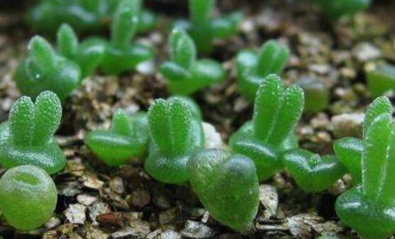 碧光環種植方法，擇健康種子、保水保肥土壤/淺盆為主