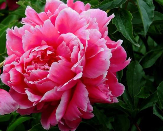 芍藥花如何養(yǎng)護，教你最重要五個養(yǎng)殖技巧(花枝艷麗)