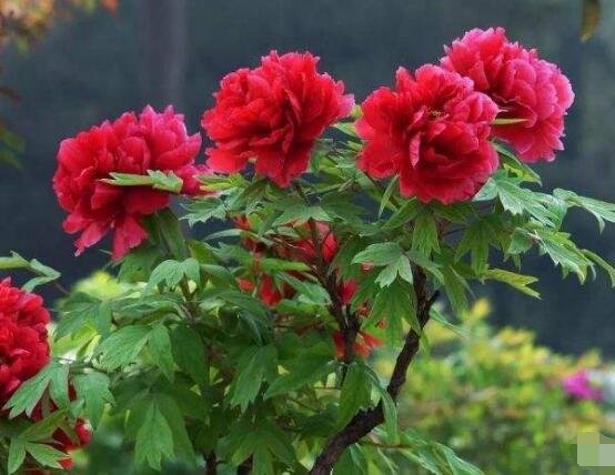 牡丹花什么時候開,牡丹花在每年5月開花(一年開一次)
