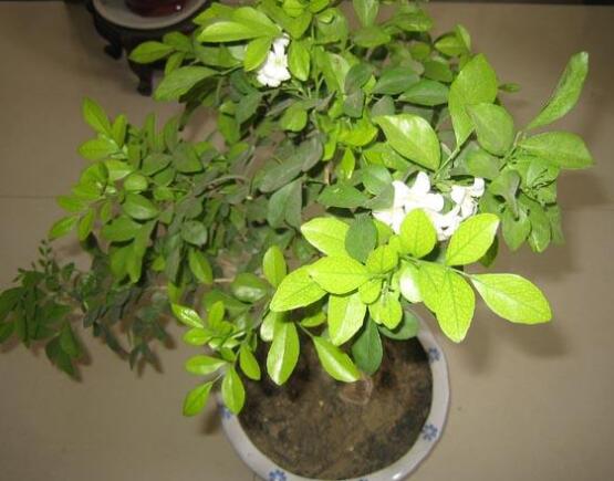 九里香多大開花，幼苗開花需3-4年/成株年年開花