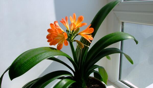 君子蘭怎樣才能開(kāi)花，保證君子蘭年年開(kāi)花的5大技巧
