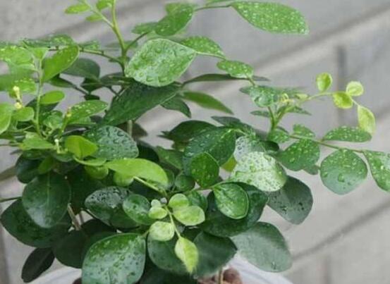 九里香剪枝后多久開(kāi)花，春季修剪最佳/百天后花開(kāi)爆盆