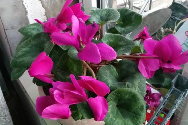 仙客來葉子發黃莖變軟，找出問題的原因并及時補救