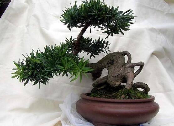 羅漢松果的功效與作用，羅漢松果的五大作用