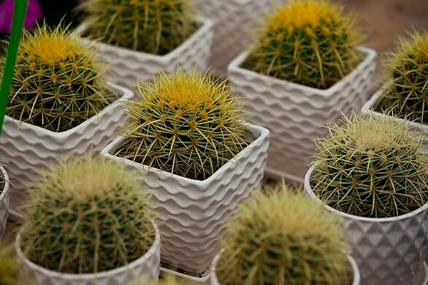 仙人球怎么種植，仙人掌種植經驗分享