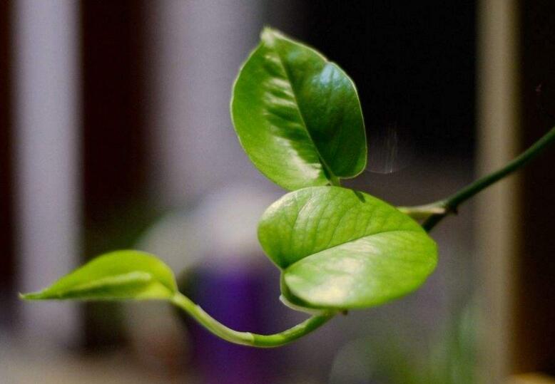 室內養殖綠蘿的作用及好處，裝飾環境又凈化空氣