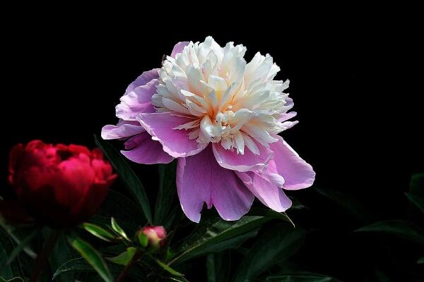 芍藥花的養(yǎng)護，芍藥養(yǎng)護技巧介紹