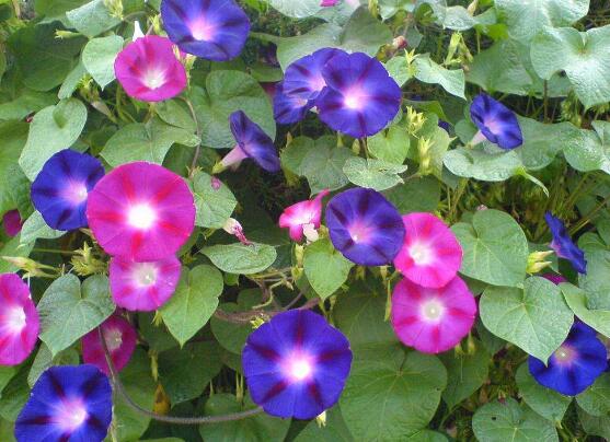牽牛花有毒嗎，牽牛花適合在室內(nèi)養(yǎng)嗎