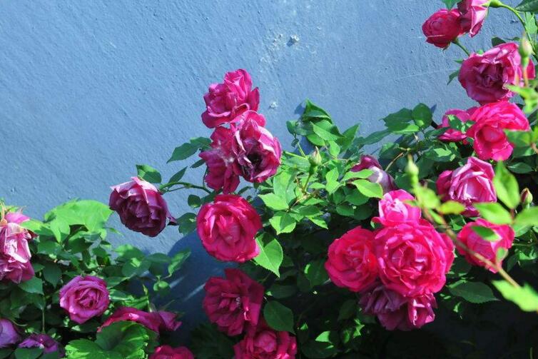 月季花的栽培杵插應(yīng)該在幾月份，簡(jiǎn)單快捷的杵插方法